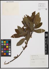Foto von Salix silesiaca Willd.